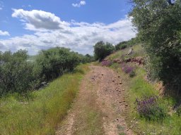 Flora del Cerro Masatrigo